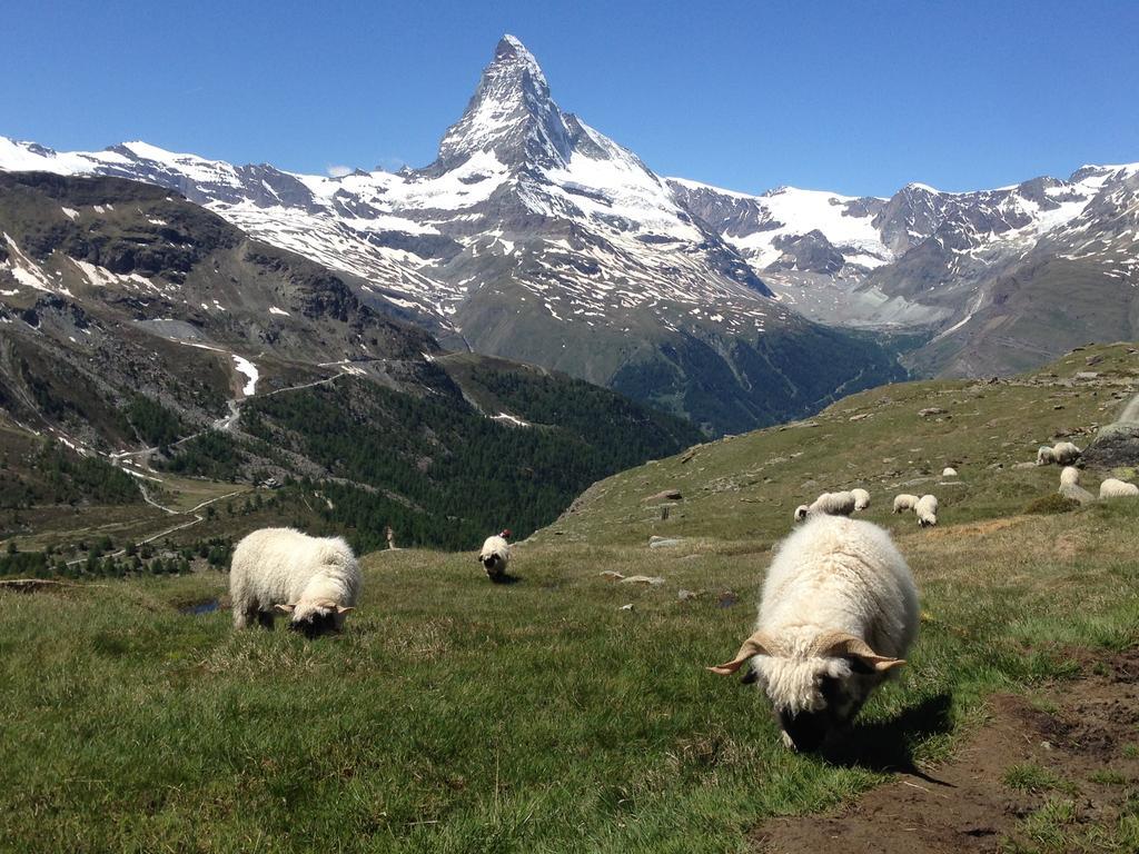 Apartmán Haus Viktoria A Zermatt Pokoj fotografie